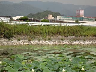 元職場を訪ねました。池にはたくさんのハスがきれいでした。