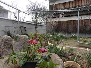庭に花の色も増えてきました。