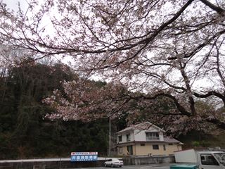 大きな桜の枝の下は包み込まれて気持ち良いものです。