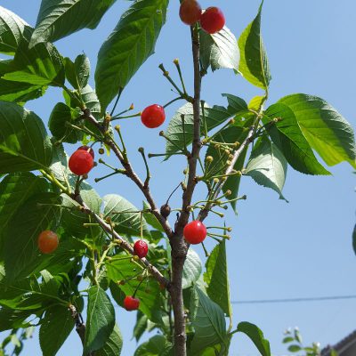 鳥とサクランボ